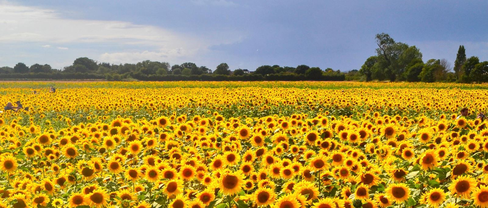 Sam's Sunflowers, Hayling Island, Hampshire